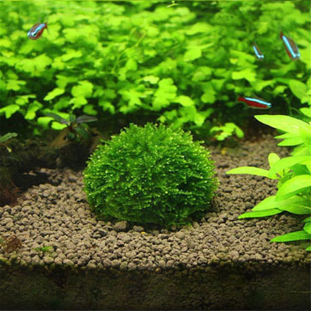 Aquarium Fish Cartoon - Nowa Plastikowa Kopuła z Mechem Zawieszanym