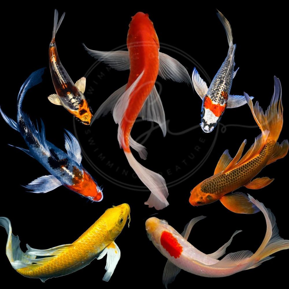 Różne Kolory Żywe Ryby Koi do  – Aquarium Fish In Pond recenzja i cena