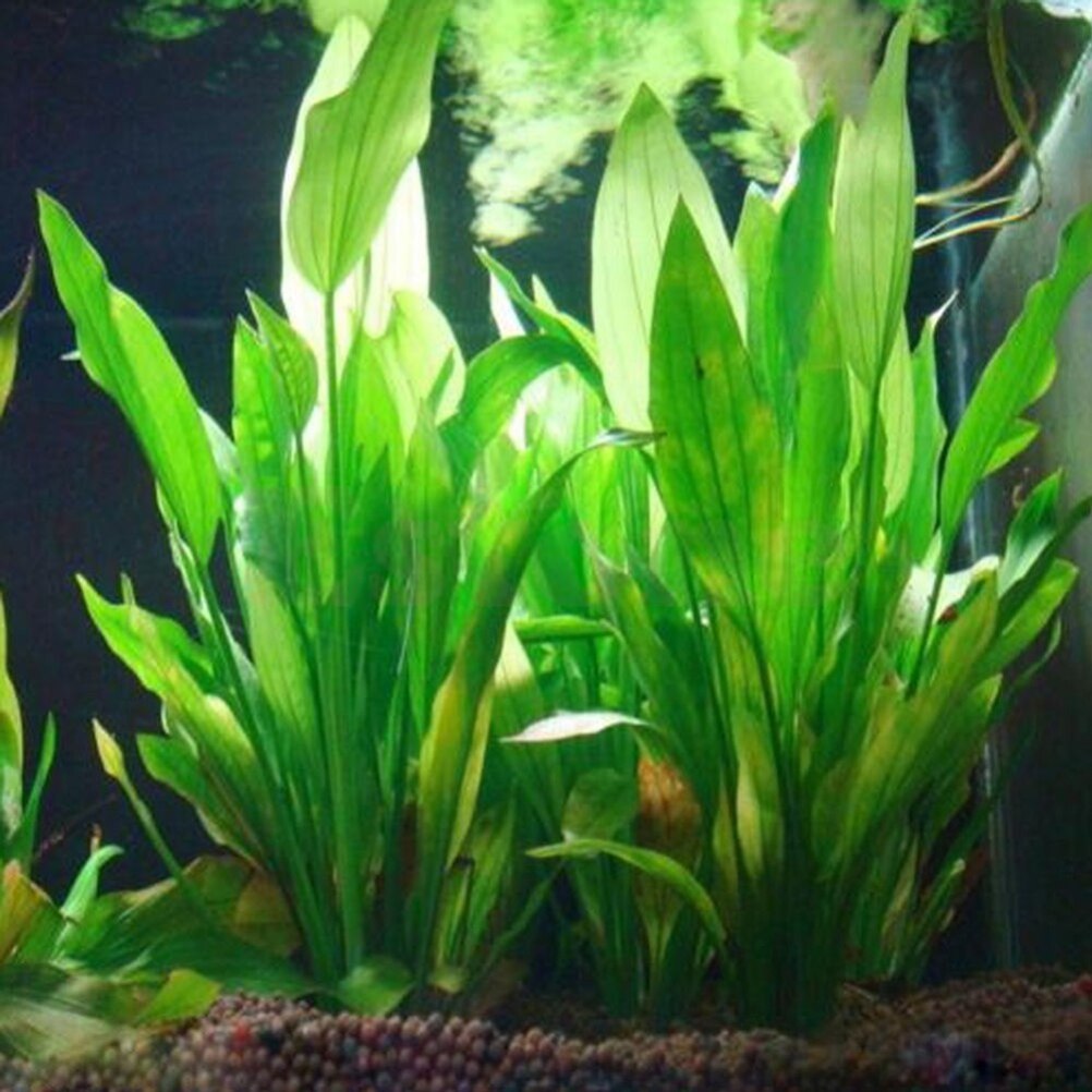 15cm sztuczne akwarium rośliny – Aquarium Fish Cartoon recenzja i cena