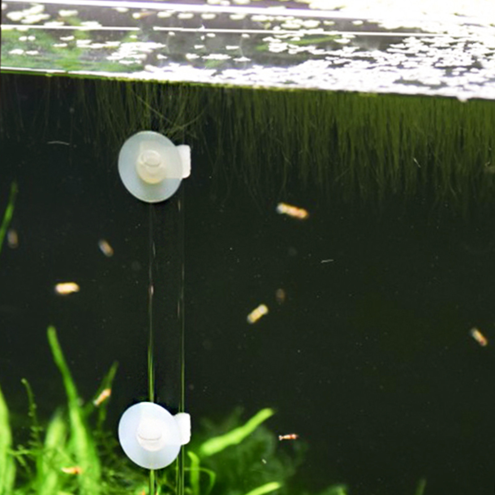 1 zestaw – przezroczysta akryl – Aquarium Fish Delivery recenzja i cena