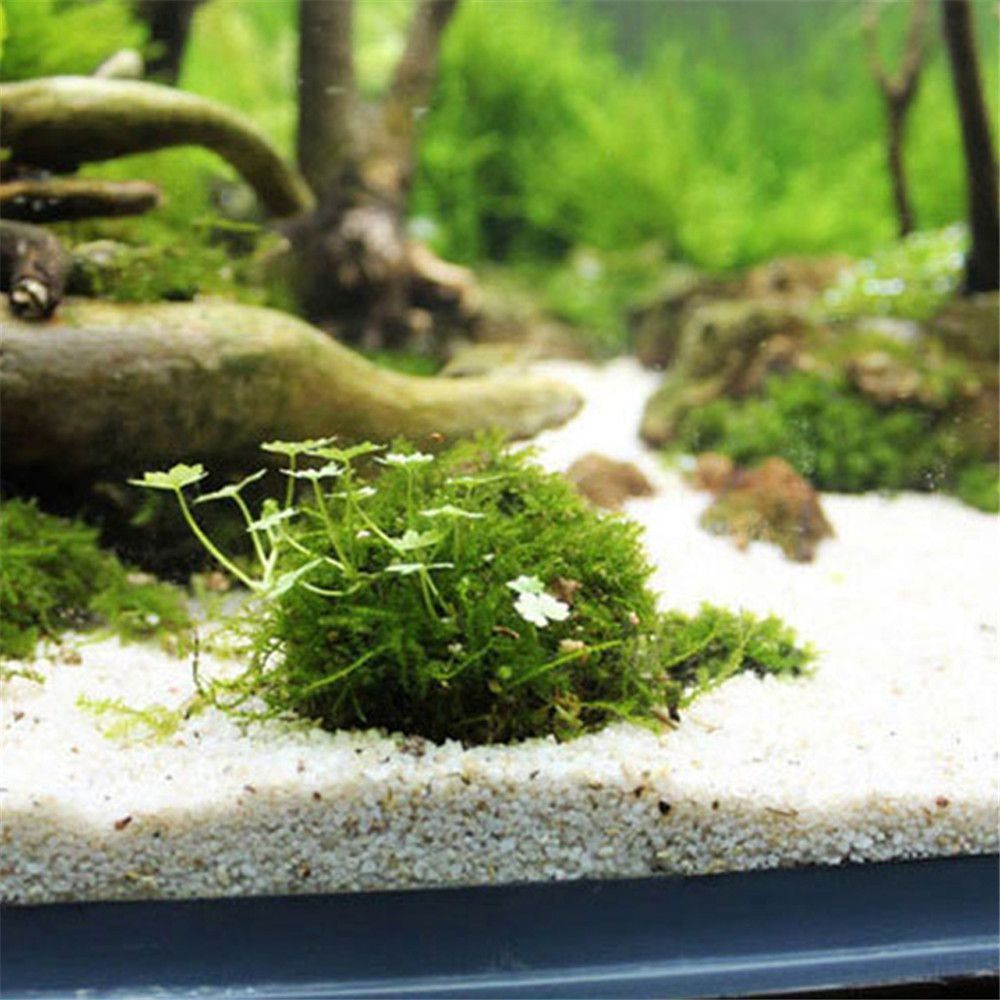 Nowa Plastikowa Kopuła z Meche – Aquarium Fish Cartoon recenzja i cena